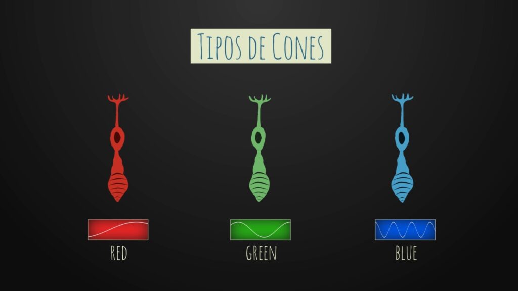 Tipos de cones do olho humano